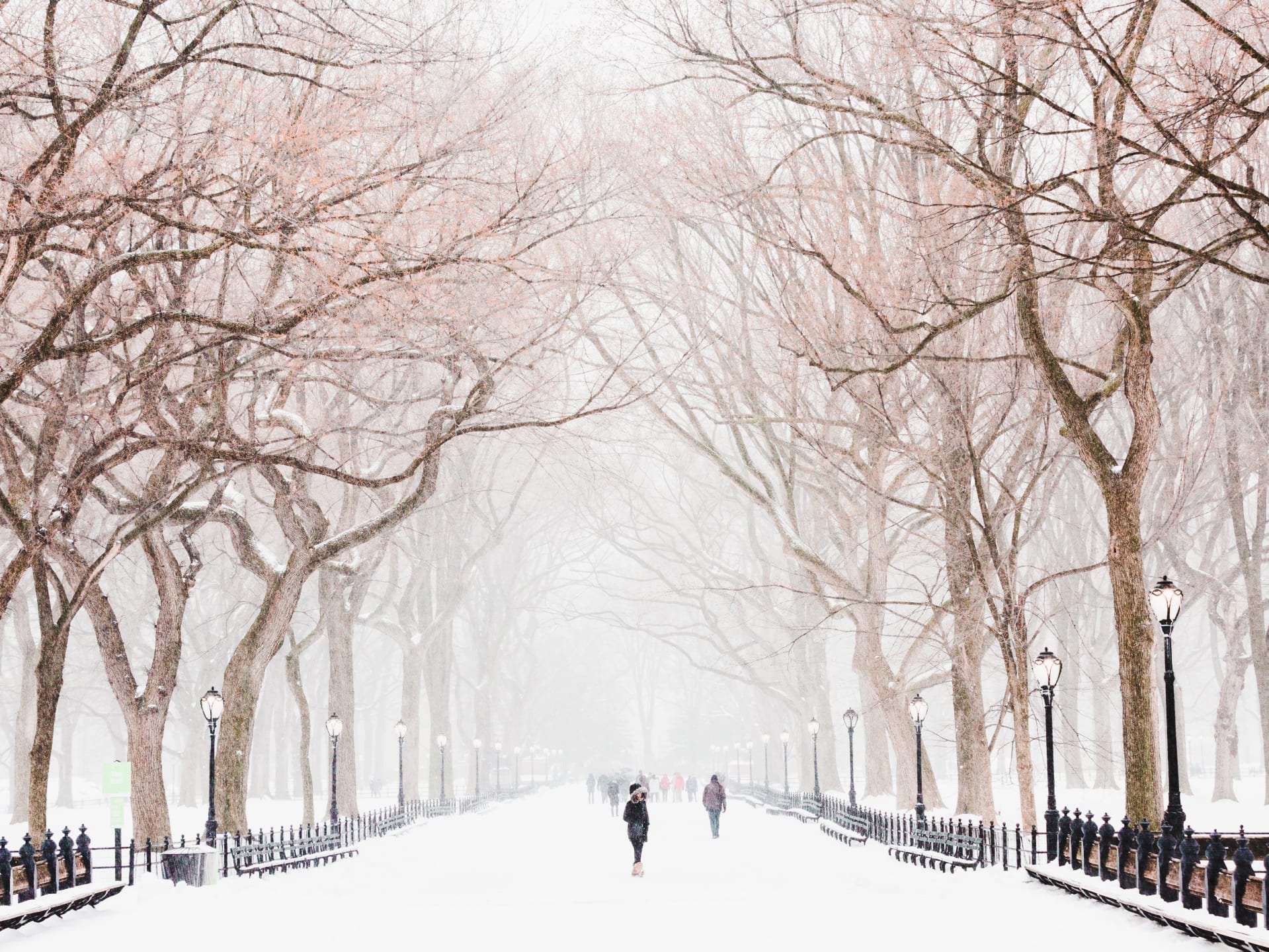 a winter scene on a tree lined path in a park. The scene is covered in snow.