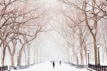 a winter scene on a tree lined path in a park. The scene is covered in snow.